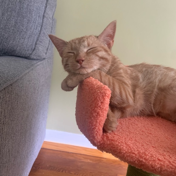 Meet your Posher, Colleen - Picture 2 of 2